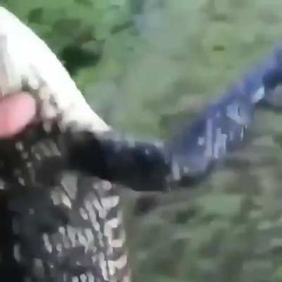 Guy throws gator into lake