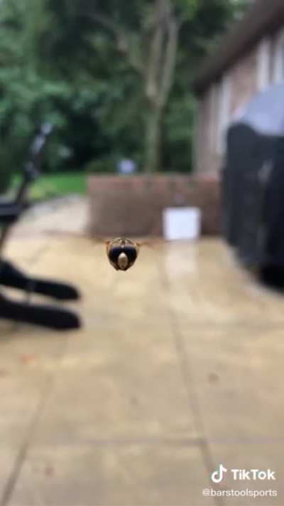Oh hai