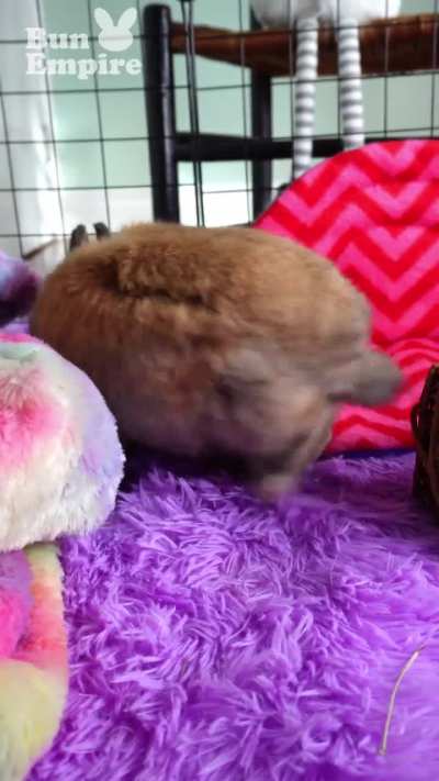 Little Bunny Finds A Comfy Spot