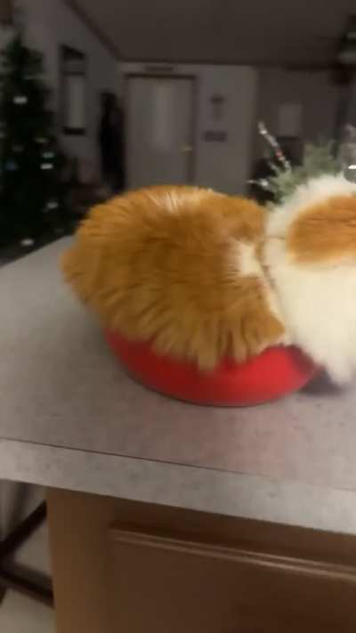 Took the bowl out to make food, I left for not even a minute, and came back to this&hellip;