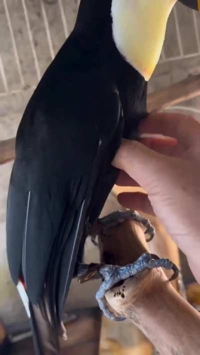 Up close with a toucan