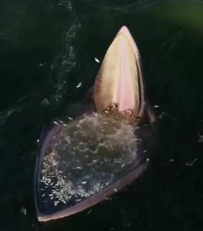 Drone footage of an Eden&rsquo;s whale trap feeding strategy