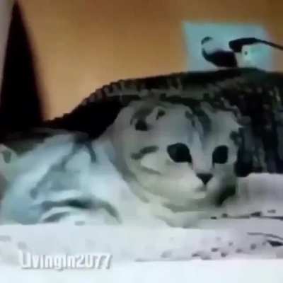 That pussy has seen some shi