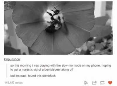 To get a majestic vid of bumblebee