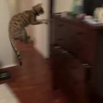 when I tell my cat she can&rsquo;t have her pills: