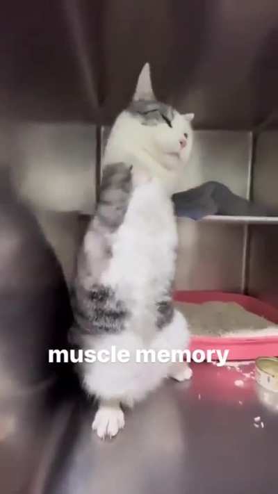 Slugcats when not holding anything