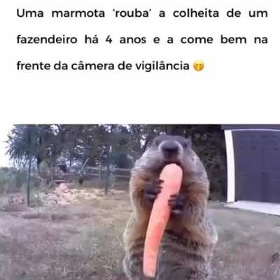 Marmota 