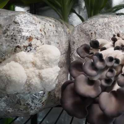 Lion's Mane &amp;amp; Blue Oyster Mushrooms