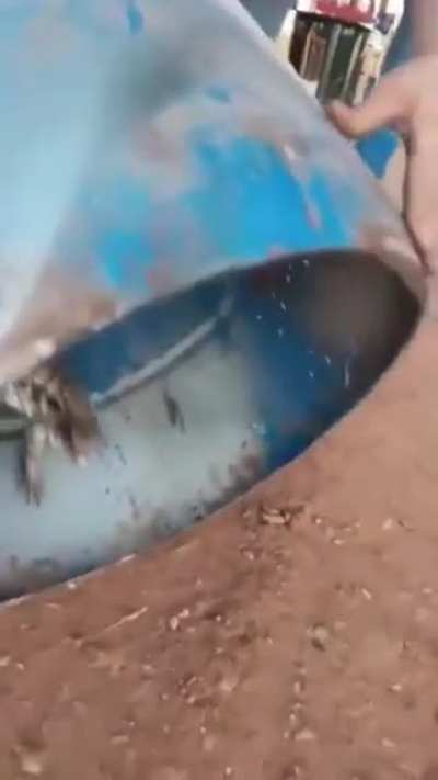 Lizards don&rsquo;t always want to kill you&hellip; but this one does