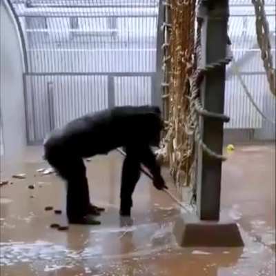 A Keeper At Tallinn Zoo Forgot a Broom In The Chimpanzee Enclosure - This Followed...