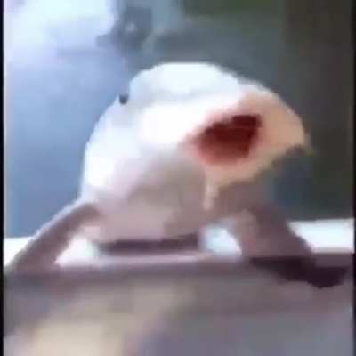 fish