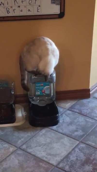 After my mom passed we took her cat. Apparently she&rsquo;s never had a water dispenser before. Lol.