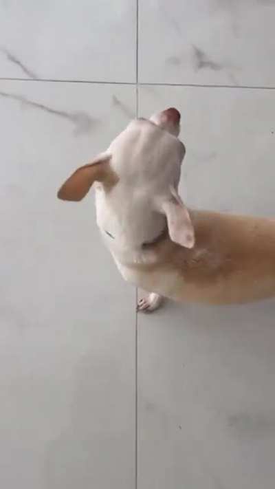 what da dog doin