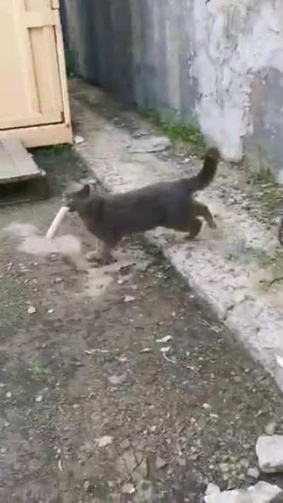 "Human, you cut I choose"