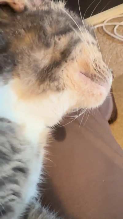 Penny loves when I&rsquo;m working from home so she can shanghai my lap and start drooling while she purrs!