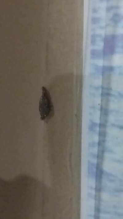 What is this creature?