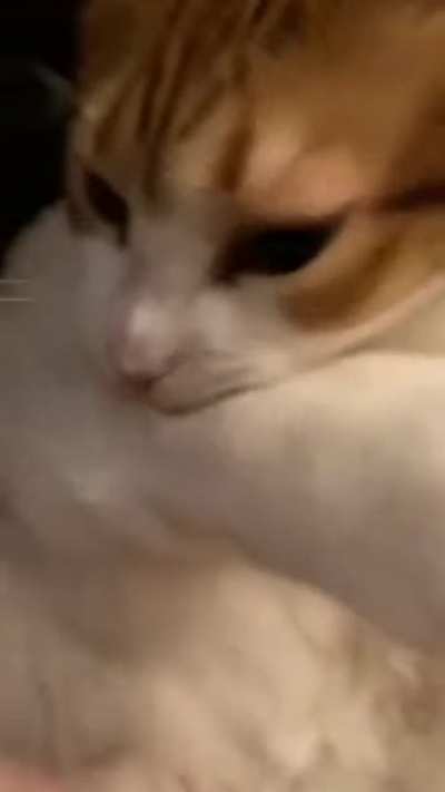 Attack on cat