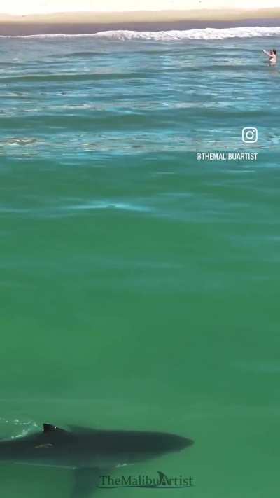 Woman panics when she realizes she&rsquo;s swimming with a great white shark