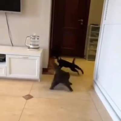 Void Grand Prix ... 🐈&zwj;⬛️🏁