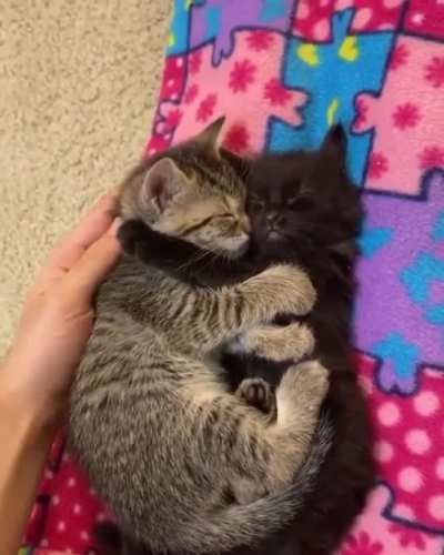 smol frens