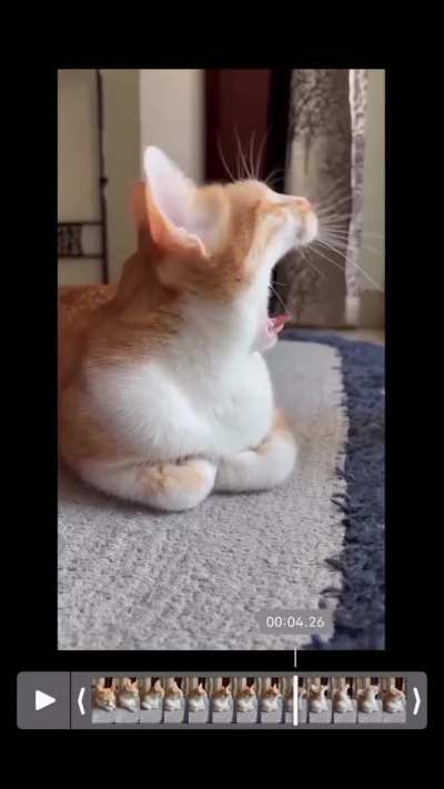 Put me out of my MEOWSERY