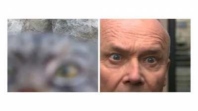 If Creed was a cat...