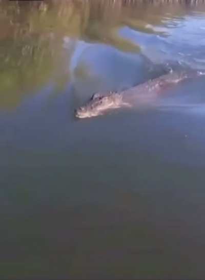 Alligators aren't your friend