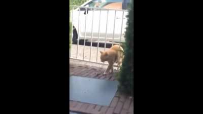 Fence vs Cat
