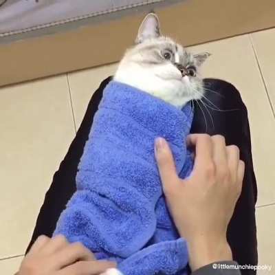 Purrfect purrito