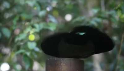 🔥 Victoria's Riflebird mid-performance