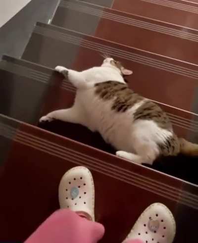 Chonky boi