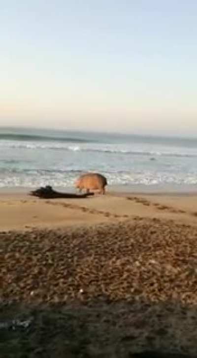 Wildlife on Richard's Bay beach