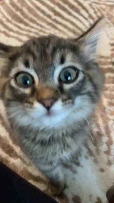 he screm