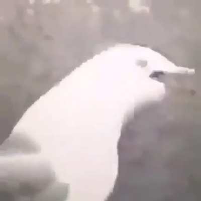 Yoooo