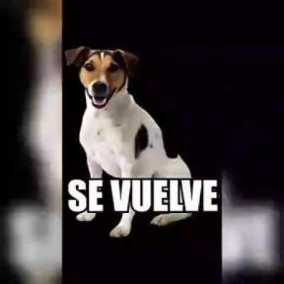 buscando la comida del perro