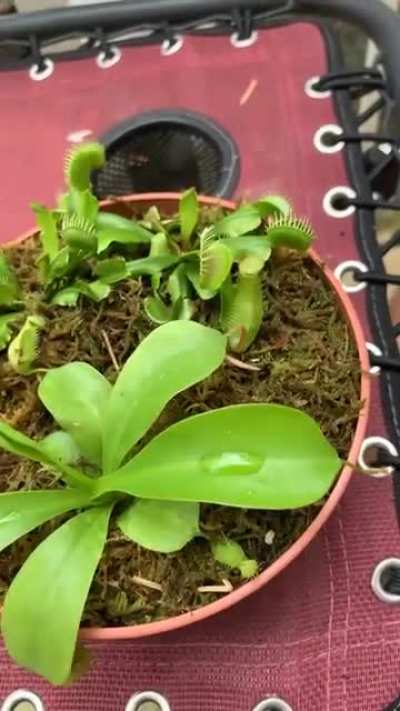 Plant got him