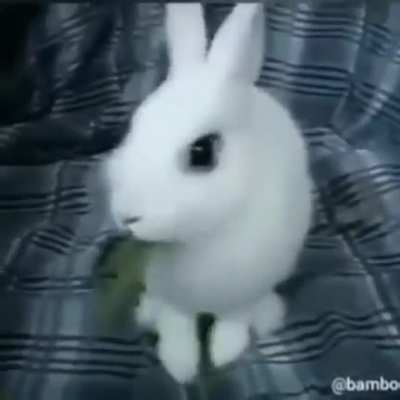 Кролик обкурился