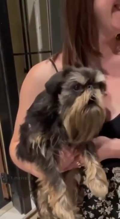 Dog or Chicken