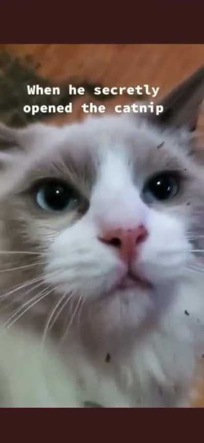 WCGW when taking too much catnip.