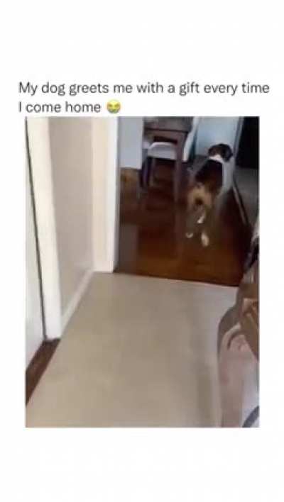 The way he wiggles his tail 🤣