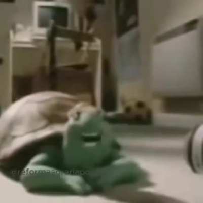 Persa turtle