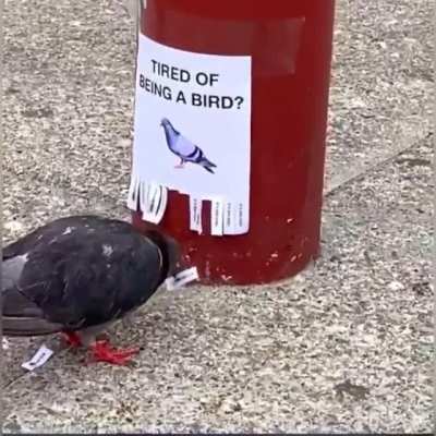 Even the &ldquo;birds&rdquo; are tired of the lies