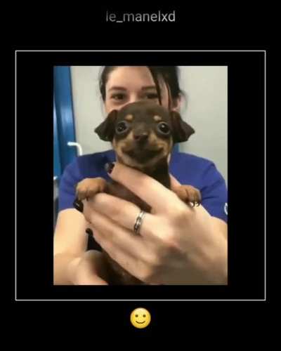 Seu dia est&aacute; bom? N&atilde;o t&atilde;o quanto a desse doguinho