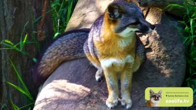 Channel Island foxes are a dwarfed species that inhabits six of California&rsquo;s Channel Islands and is derived from the mainland gray fox.