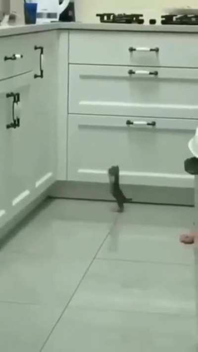 Hop