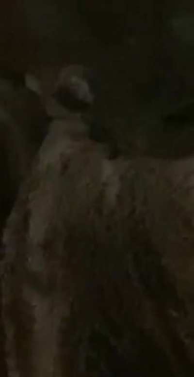 First the ambeim devil sloth and now the anbiun cowboy, he do be chilling tho. Tell me you can see this or should i go get help