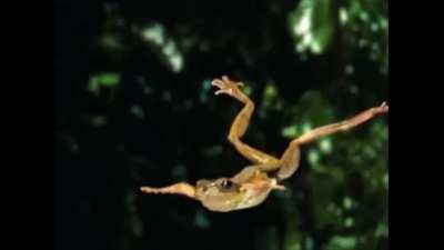 Frogs harmonizing 'sheesh'