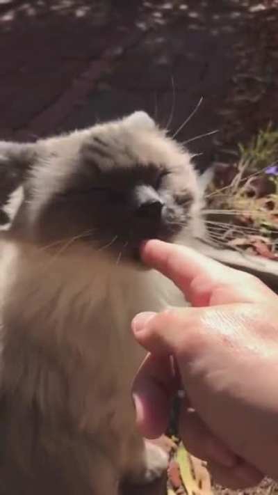 Cats in a nutshell