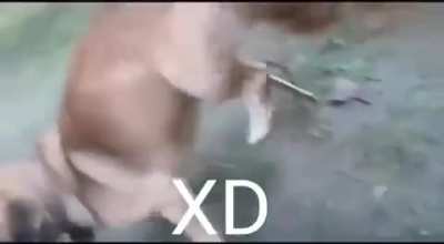 XD