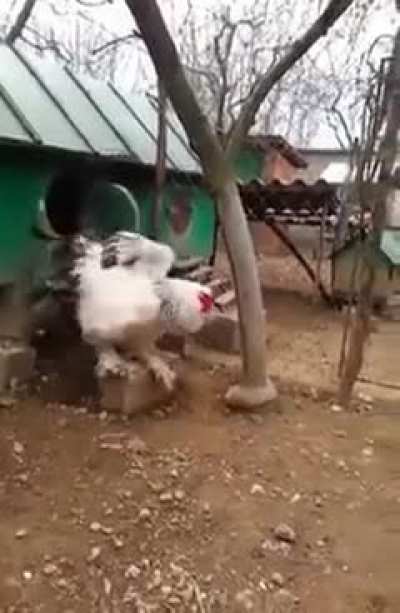 Cluck, the giant cock